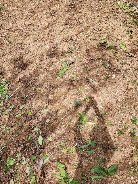 Kerja Bakti Membersihkan Area Situs Ulung Buaye